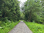 Wir erreichen ein Waldstück...