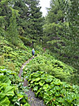 ...durch den schönen Bergwald bergauf