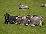 Kühe bei der Ochsenalm