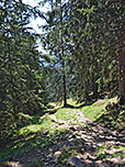 ...leitet uns in ein Waldstück hinein