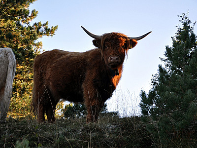 Das Schottische Hochlandrind fühlt sich auch bei kalten Temperaturen wohl