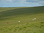 Welschponies grasen an den sanften Berghängen