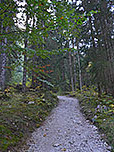...und überqueren so den Forstweg