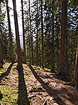 Wir tauchen in den Bergwald ein...