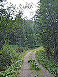 ...und folgen dem Karrenweg durch den Bergwald