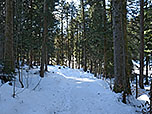 ...in den Wald hinein