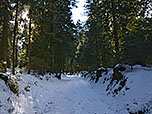 Wir tauchen in den Bergwald ein...