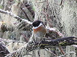Männlicher Tec-tec, eine endemische Vogelart auf Réunion