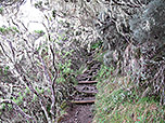 ...durchwandern wir den Bartflechtenwald