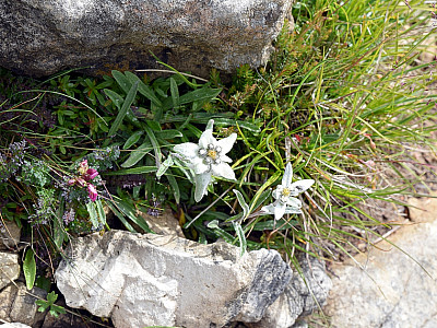 Edelweiße säumen den Wegesrand