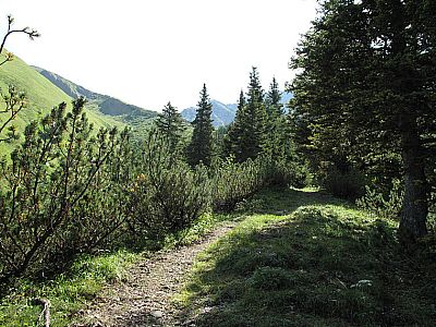 Mäßig bergauf durch lichten Nadelwald