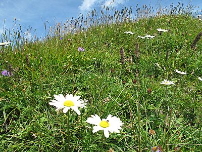Blühende Wiesen im Gipfelbereich