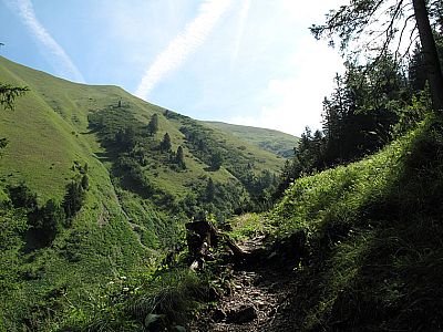 Zuerst durch lichten, ...