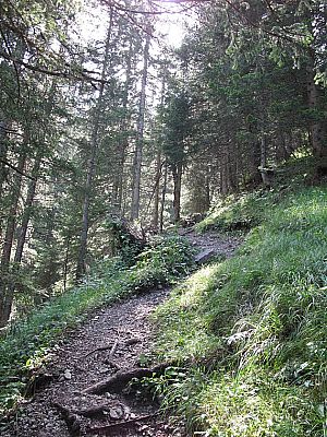 ...dann durch schattenspendenden Wald.