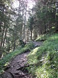 ...dann durch schattenspendenden Wald.