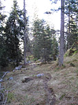 Durch den Wald...