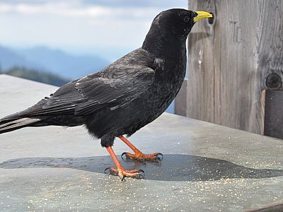 Ein weiterer Gast am Gipfel