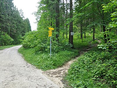 Wir wechseln von der Forststraße auf einen Pfad