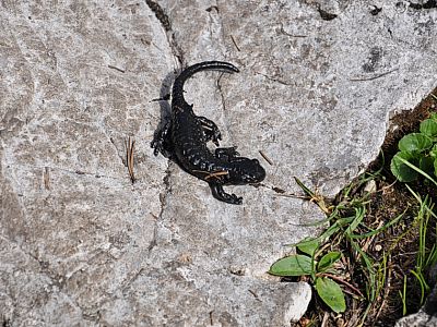 Alpensalamander (Salamandra atra)