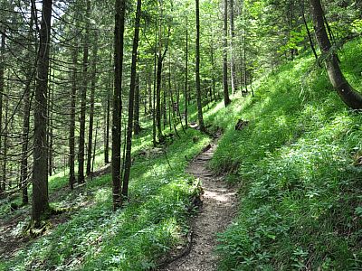 Durch den Wald steigen zum Rotofen auf
