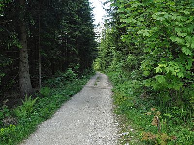 Noch ein kurzes Stück auf der Forststraße...
