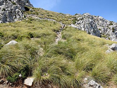 Anfangs steil durch Wiese, 