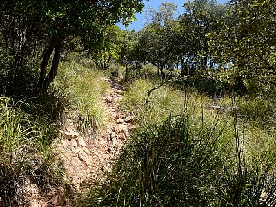 ... und durch den lichten Wald nach Norden aufsteigen.