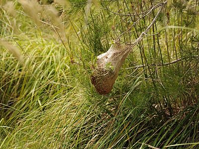 Ein Vogelnest im Gras