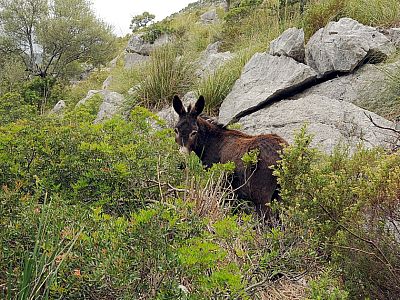 ... und werden von nun an von einem Esel begleitet.