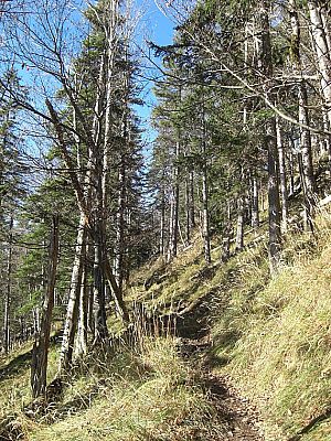 Und weiter durch Wald