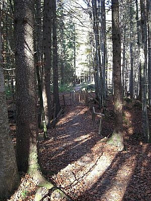 Weg durch den Wald