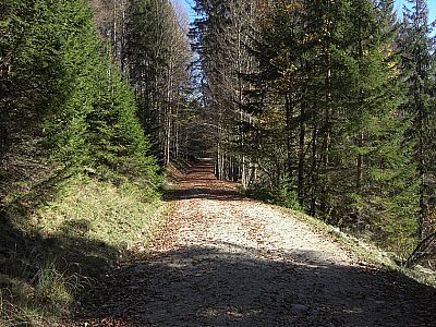 Über einen Forstweg...