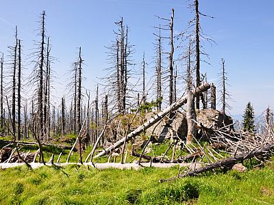 Der tote Wald beeindruckt
