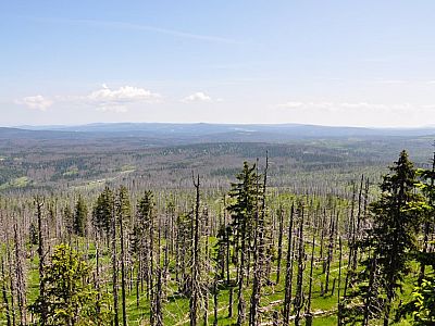 Konsequent naturbelassener Wald