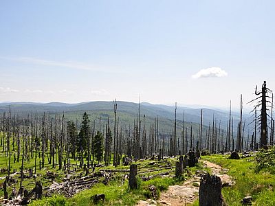 natürlich geschädigtem Wald..