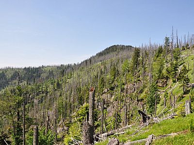 Die Natur bestraft eben Monokultur
