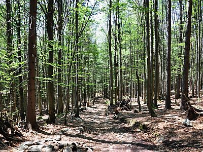 im Schatten des Bayrischen Wald.