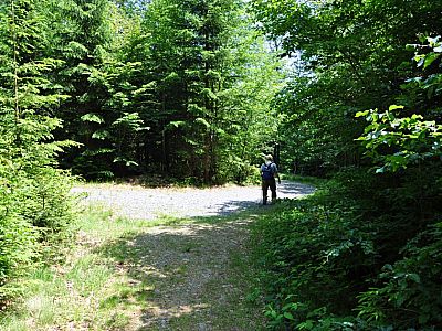 Weiter auf der Forststraße...