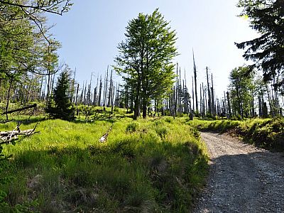 An abgestorbenen Fichten vorbei...
