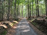 Der schattige Wald ist im Nationalpark...