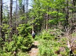 Der Wald wird wieder ...