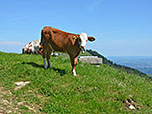 Neugierige Beobachterin