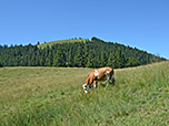 Blick zur Farrenpoint