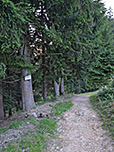 ...der schon bald in einen breiten Forstweg mündet