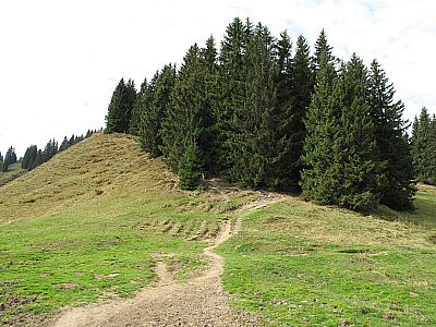 Durch ein kurzes Waldstück...