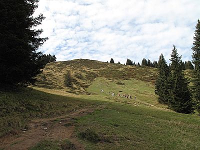 ...und im Anschluss über Wiesen...