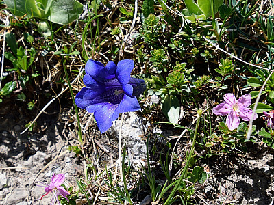 Zahlreiche Enziane blühen auf den Wiesen