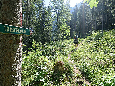 Steil geht es durch den Wald bergauf