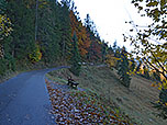 ...führt uns der Teerweg über Lichtungen...
