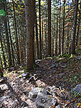 ...führt uns in nordwestlicher Richtung durch den Bergwald